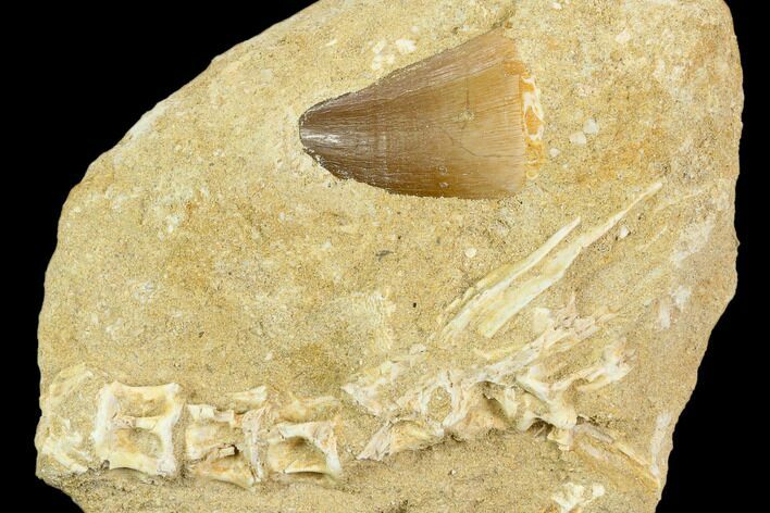 Mosasaur (Prognathodon) Tooth In Rock - Morocco #127667